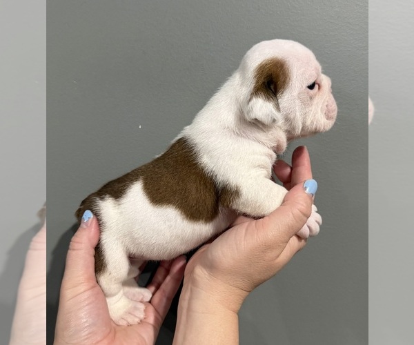 Medium Photo #34 English Bulldog Puppy For Sale in EVEREST, KS, USA