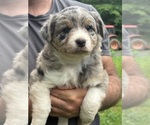 Small #1 Texas Heeler