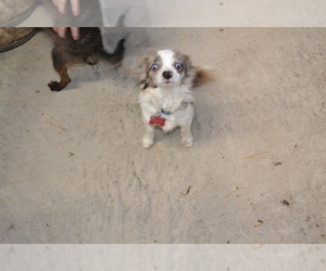 Father of the Chihuahua-Poodle (Toy) Mix puppies born on 10/05/2022