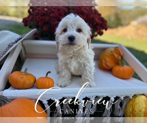 Medium Photo #9 Havachon Puppy For Sale in NIANGUA, MO, USA