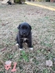 Small Photo #3 Great Pyredane Puppy For Sale in WOODVILLE, AL, USA