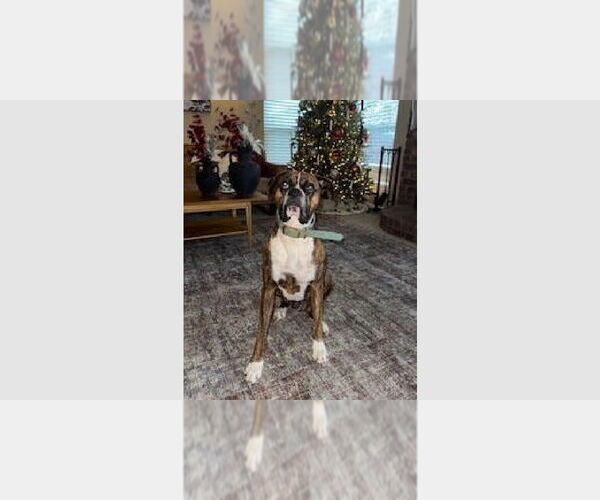 Medium Photo #1 Boxer Puppy For Sale in Austin, TX, USA