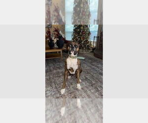 Boxer Dogs for adoption in Austin, TX, USA