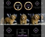 Small Photo #22 Goldendoodle (Miniature) Puppy For Sale in WARSAW, IN, USA