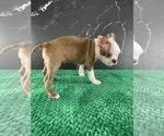 Small #12 Boston Terrier
