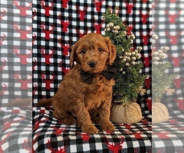 Medium Photo #1 Goldendoodle (Miniature) Puppy For Sale in KIRKWOOD, PA, USA
