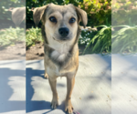 Small #3 Beagle Mix