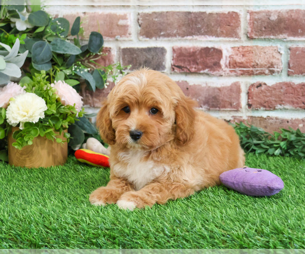Medium Photo #14 Goldendoodle mix (+ Poodle Miniature) Puppy For Sale in SYRACUSE, IN, USA