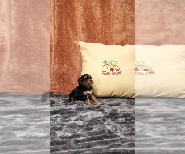 Medium Photo #19 Yorkipoo Puppy For Sale in FENTON, MI, USA