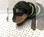 Small Photo #4 Airedale Terrier Puppy For Sale in MOSCOW, ID, USA