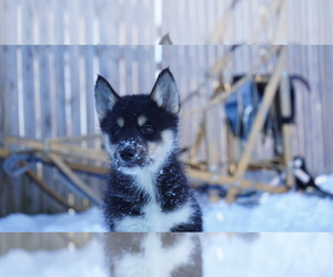 Siberian Husky Puppy for Sale in FORT PLAIN, New York USA