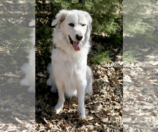 Medium Photo #5 Great Pyrenees-Unknown Mix Puppy For Sale in Spring, TX, USA