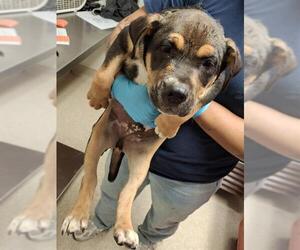 German Shepherd Dog-Unknown Mix Dogs for adoption in Bakersfield, CA, USA