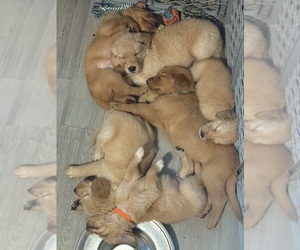 Golden Retriever Puppy for Sale in OCALA, Florida USA
