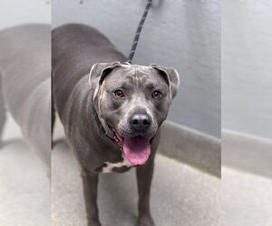 Mutt Dogs for adoption in Las Vegas, NV, USA