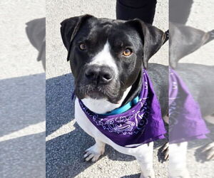 American Pit Bull Terrier Dogs for adoption in Hillsboro, NH, USA