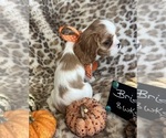 Small #6 Cavalier King Charles Spaniel