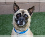Small #2 Pug Mix