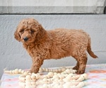 Small #3 Poodle (Miniature)