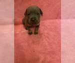 Puppy Pink Collar Cane Corso