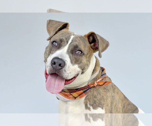 Medium Photo #1 American Pit Bull Terrier Puppy For Sale in Pasadena, CA, USA