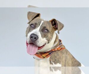 American Pit Bull Terrier Dogs for adoption in Pasadena, CA, USA
