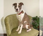 Small #3 American Staffordshire Terrier Mix