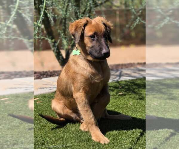 Medium Photo #1 Black Mouth Cur-Unknown Mix Puppy For Sale in Cave Creek, AZ, USA