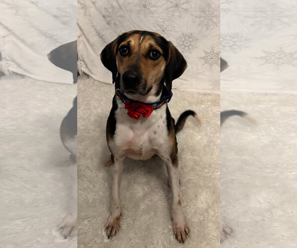 Medium Photo #9 Treeing Walker Coonhound-Unknown Mix Puppy For Sale in Germantown, OH, USA
