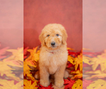 Puppy 1 Goldendoodle