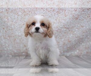 Cavachon Puppy for sale in MARIETTA, GA, USA