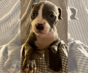 American Pit Bull Terrier Puppy for sale in LANHAM, MD, USA