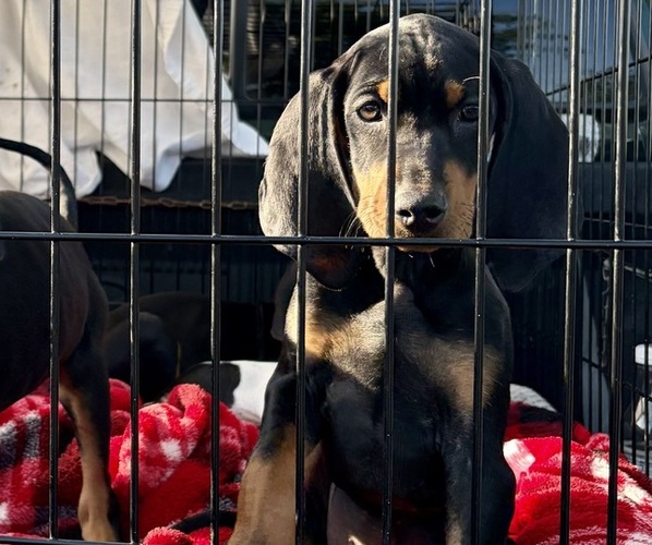 Medium Photo #28 Black and Tan Coonhound-Bluetick Coonhound Mix Puppy For Sale in OAK HILLS, CA, USA