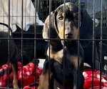 Puppy Puppy 6 Black and Tan Coonhound-Bluetick Coonhound Mix