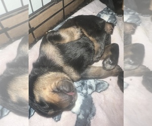Rottweiler Puppy for sale in MANITOWOC, WI, USA