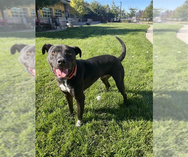 Medium Photo #1 Border Collie-Staffordshire Bull Terrier Mix Puppy For Sale in Elk Grove, CA, USA
