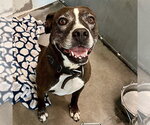 Small Boxer Mix
