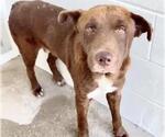 Small #1 Labrador Retriever Mix