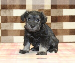 Schnauzer (Miniature) Puppy for sale in DENVER, PA, USA