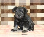 Small Schnauzer (Miniature)