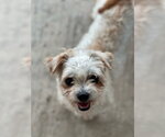 Small #1 Maltese Mix