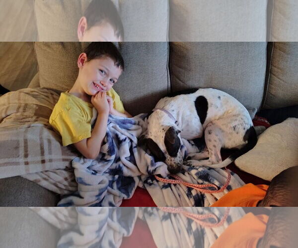 Medium Photo #4 Mutt Puppy For Sale in New London, WI, USA