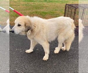 Storm- sponsored adoption fee - Female Great Pyrenees Dog for Adoption - Photo #11