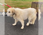 Small Photo #11 Great Pyrenees Puppy For Sale in Croydon, NH, USA