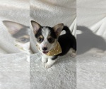 Small #3 Pembroke Welsh Corgi