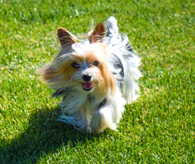 Yorkshire Terrier Puppy for sale in EL DORADO HILLS, CA, USA