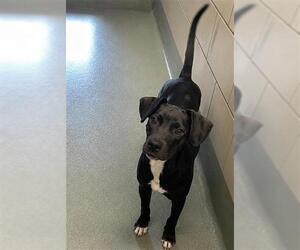 SPAGHETTIOS - Female Labrador Retriever-Unknown Mix Dog for Adoption - Photo #2