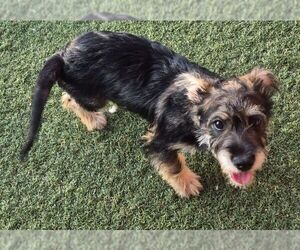 Norris - Male Mutt Dog for Adoption - Photo #2