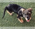 Small Photo #2 Mutt Puppy For Sale in Carrollton, TX, USA