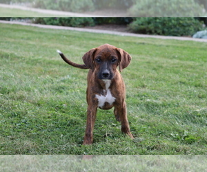 Boxer-Cavalier King Charles Spaniel Mix Puppy for sale in SHILOH, OH, USA